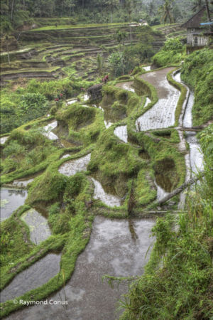 The rice fields of Bali (6)