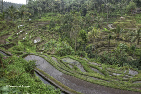 The rice fields of Bali (8)