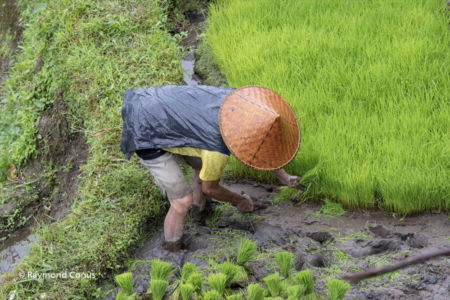 The rice fields of Bali (9)