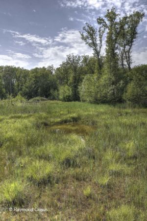 The woods of Versoix (12)