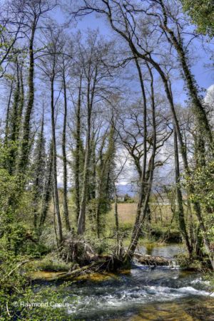 The woods of Versoix (15)