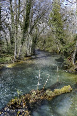 The woods of Versoix (16)