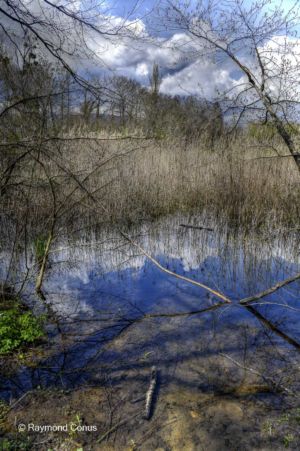 The woods of Versoix (19)