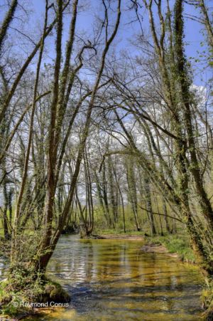 The woods of Versoix (21)