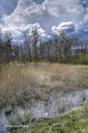 The woods of Versoix (23)