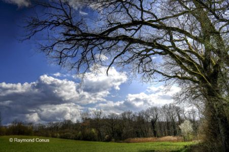 The woods of Versoix (24)