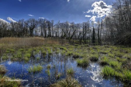 The woods of Versoix (25)