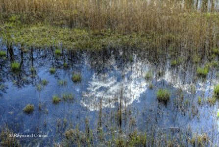 The woods of Versoix (26)