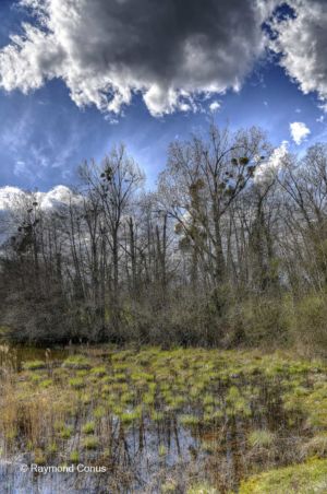 The woods of Versoix (27)