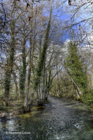 The woods of Versoix (28)