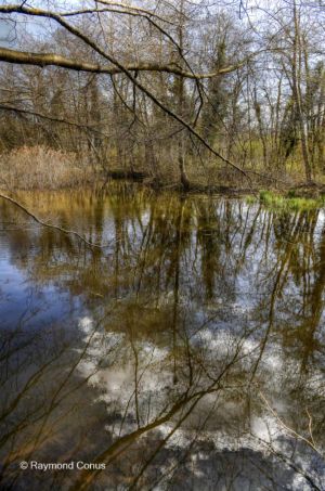 The woods of Versoix (29)