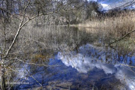 The woods of Versoix (30)