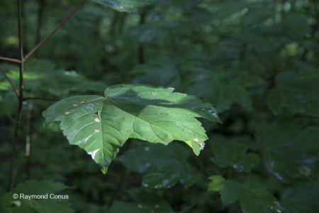 The woods of Versoix (7)
