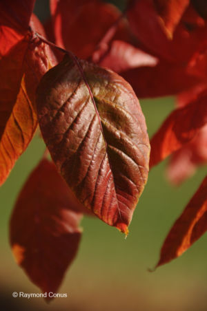 Les arbres (10)