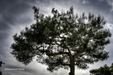 Les arbres (41)