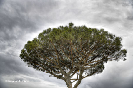 Les arbres (45)