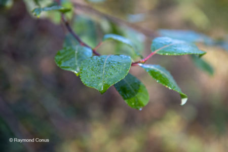 Les arbres (47)