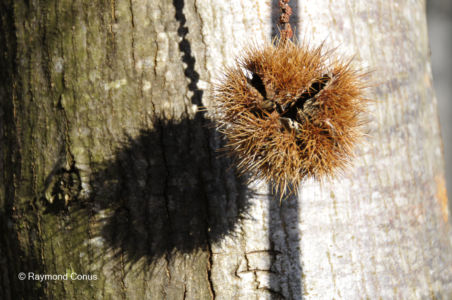 Les arbres (6)