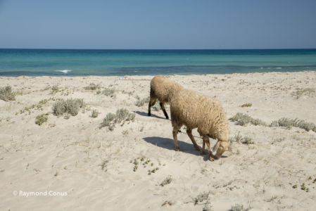Tunisie (32)