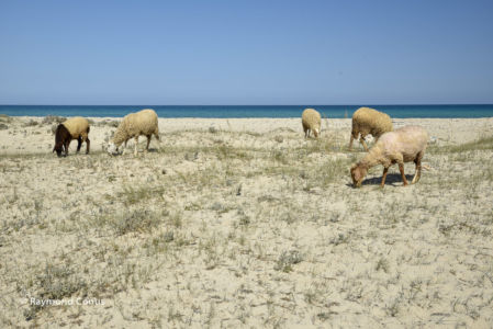 Tunisie (33)
