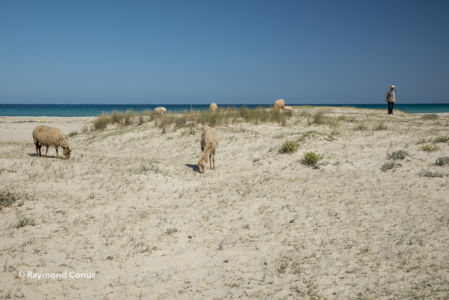 Tunisie (34)