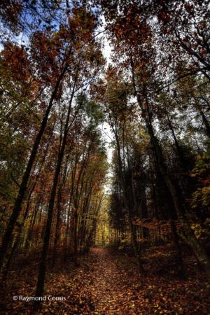 Walk in the forest of Saint-Livres (10)