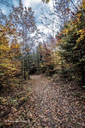 Walk in the forest of Saint-Livres (1)