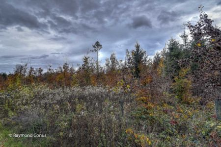 Walk in the forest of Saint-Livres (23)