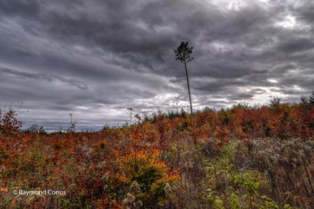 Walk in the forest of Saint-Livres (24)