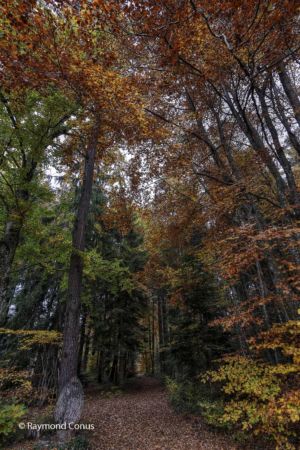 Walk in the forest of Saint-Livres (2)