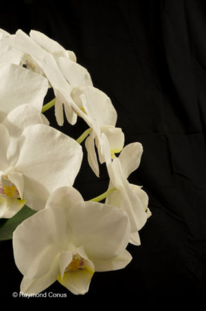 White orchids (1)