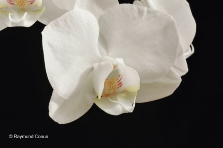 White orchids (2)