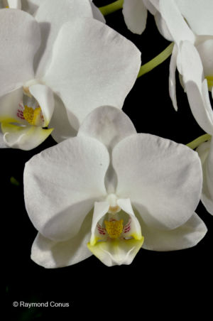 White orchids (4)