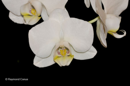 White orchids (5)