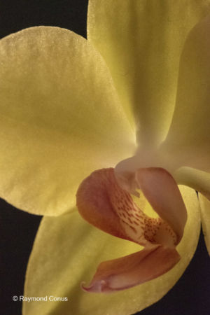 Yellow orchids (10)