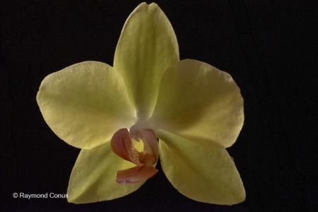 Yellow orchids (11)