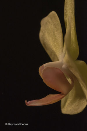 Yellow orchids (14)