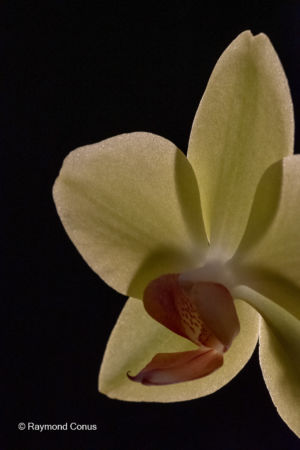 Yellow orchids (16)