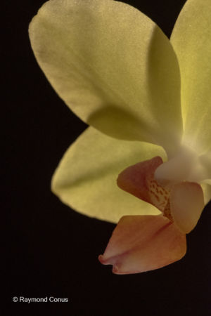 Yellow orchids (20)