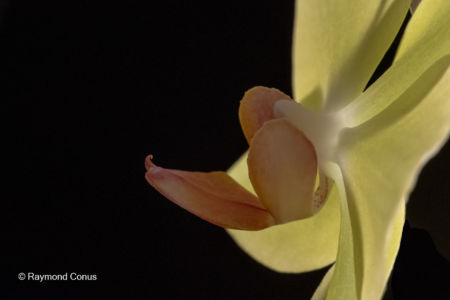 Yellow orchids (24)