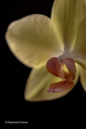Yellow orchids (9)